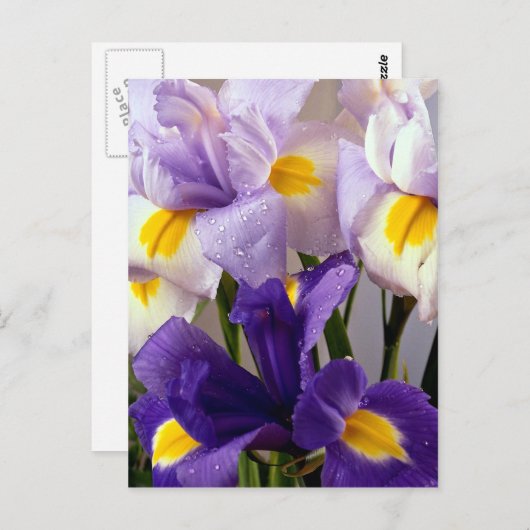 Carte Postale Fleurs d'Iris (Devant / Derrière)