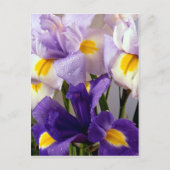 Carte Postale Fleurs d'Iris (Devant)