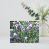 Carte Postale Fleurs d'Iris (Debout devant)