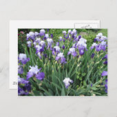 Carte Postale Fleurs d'Iris (Devant / Derrière)