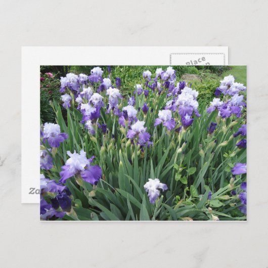 Carte Postale Fleurs d'Iris (Devant / Derrière)