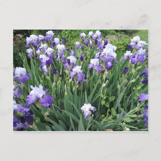 Carte Postale Fleurs d'Iris (Devant)
