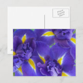 Carte Postale Fleurs d'iris (Devant / Derrière)