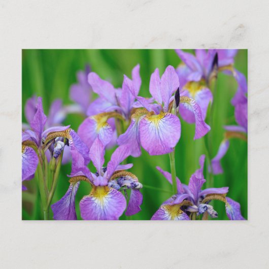Carte Postale Fleurs d'iris couleur lilas en fleurs  (Devant)
