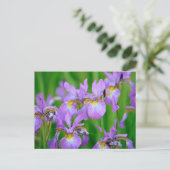 Carte Postale Fleurs d'iris de couleur lilas en fleurs (Debout devant)