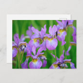 Carte Postale Fleurs d'iris de couleur lilas en fleurs (Devant / Derrière)