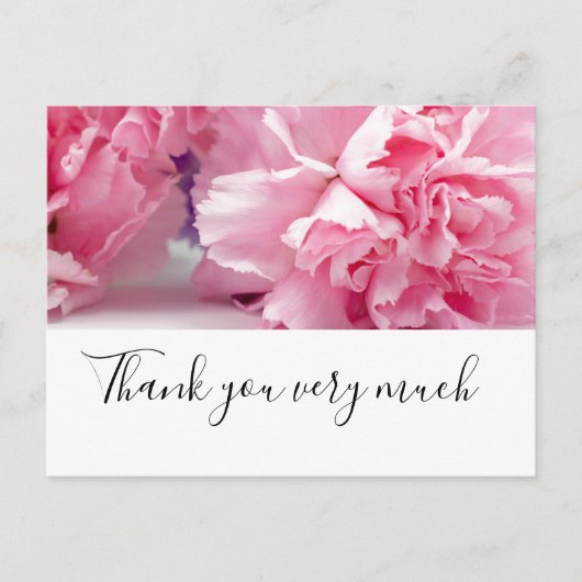Carte Postale Fleurs d'œillet rose sur fond blanc (Devant)