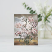 Carte Postale Fleurs d'oeillets vintages avec ciel gris (Debout devant)