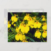 Carte Postale fleurs d'onccidium jaune (Devant / Derrière)