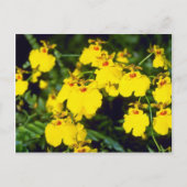 Carte Postale fleurs d'onccidium jaune (Devant)