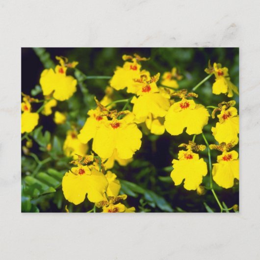 Carte Postale fleurs d'onccidium jaune (Devant)