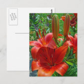 Carte Postale Fleurs d'Oranger de Lys (Devant / Derrière)