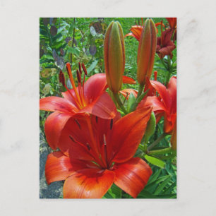Carte Postale Fleurs d'Oranger de Lys