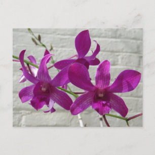Carte Postale Fleurs d'orchidée exotique violette