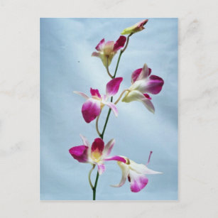 Carte Postale Fleurs d'orchidées de Singapour