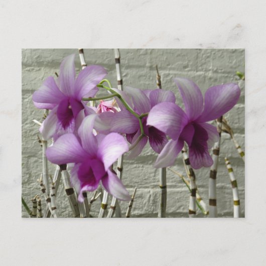 Carte Postale Fleurs d'orchidées violettes de lavande (Devant)