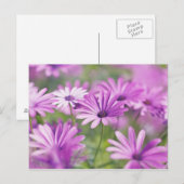 Carte Postale fleurs d'ostéospermum (Devant / Derrière)