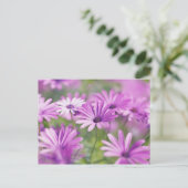 Carte Postale fleurs d'ostéospermum (Debout devant)