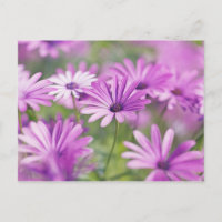 fleurs d'ostéospermum