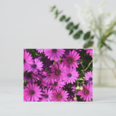 Carte Postale Fleurs d'ostéospermum pourpres (Debout devant)