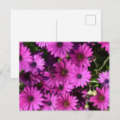 Carte Postale Fleurs d'ostéospermum pourpres (Devant / Derrière)