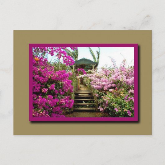 Carte Postale Fleurs du Costa Rica 01 (Devant)