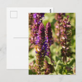 Carte Postale Fleurs du coucher de soleil (Devant / Derrière)