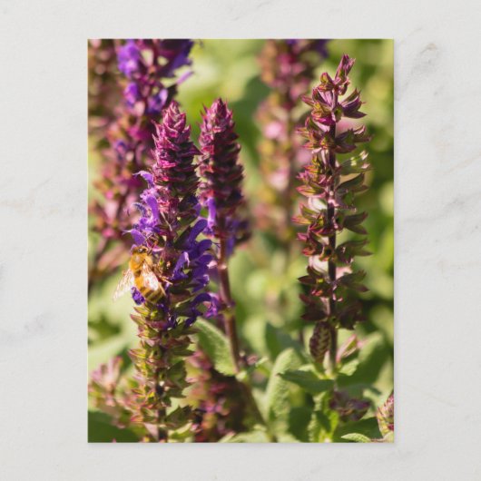 Carte Postale Fleurs du coucher de soleil (Devant)