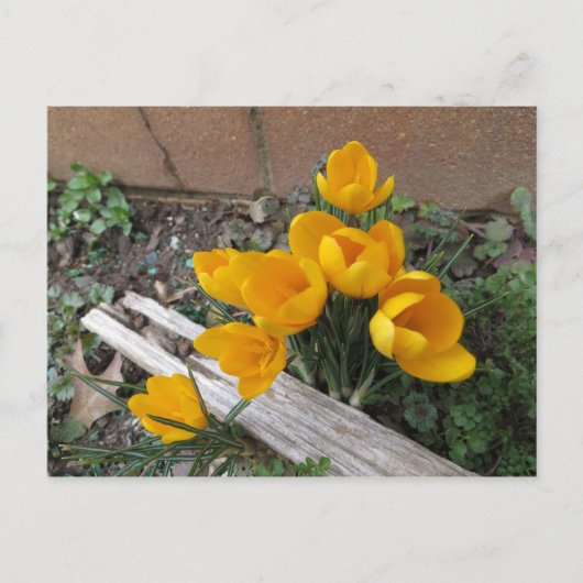 Carte Postale Fleurs du début du printemps (Devant)