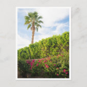 Carte Postale Fleurs du désert de Palm Springs & Palmier (Devant)