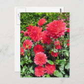 CARTE POSTALE FLEURS DU JARDIN DE PAYS (Devant / Derrière)