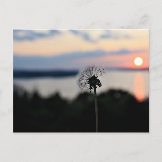 CARTE POSTALE FLEURS DU LAC OZARK (Devant)