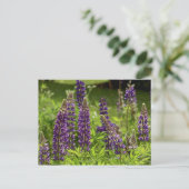 Carte Postale Fleurs du Maine (Debout devant)