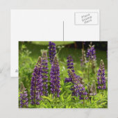 Carte Postale Fleurs du Maine (Devant / Derrière)
