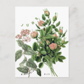 Carte Postale Fleurs du mois de juin Chèvrefeuille Rose (Devant)