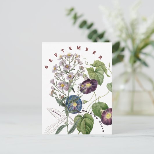 Carte Postale Fleurs du mois de septembre Aster & Volubilis | (Debout devant)