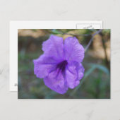 Carte Postale Fleurs écossaises - Ecosse (Devant / Derrière)