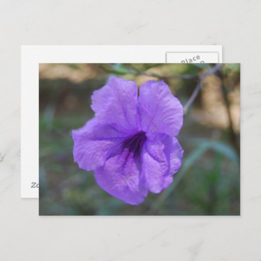 Carte Postale Fleurs écossaises - Ecosse (Devant / Derrière)