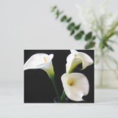 Carte Postale Fleurs élégantes 12 de zantedeschia (Debout devant)