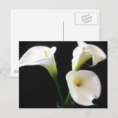 Carte Postale Fleurs élégantes 12 de zantedeschia (Devant / Derrière)