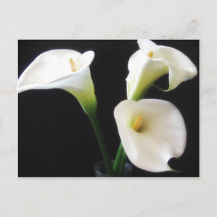Carte Postale Fleurs élégantes 12 de zantedeschia