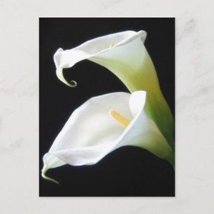 Carte Postale Fleurs élégantes 8 de zantedeschia