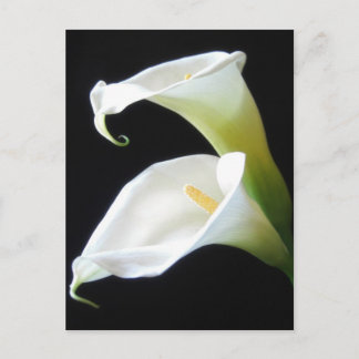 Carte Postale Fleurs élégantes 8 de zantedeschia