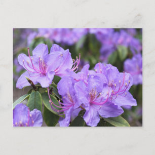 Carte Postale fleurs élégantes d'azalée violette 杜 鹃 花