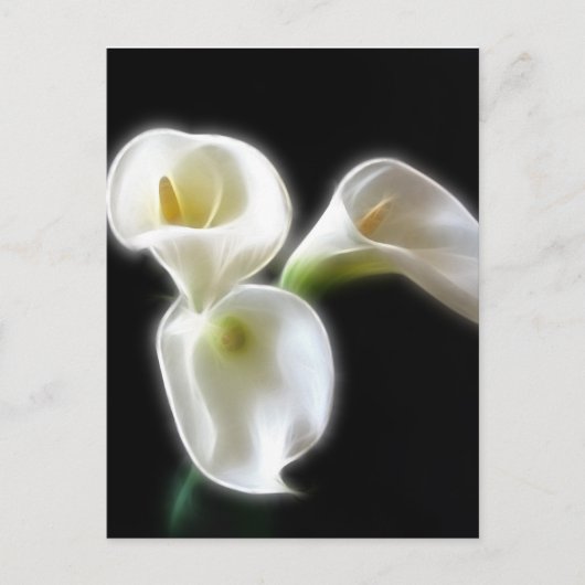Carte Postale Fleurs élégantes de calla Lily 6 Moderne (Devant)