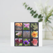 Carte Postale Fleurs en Israël (Debout devant)