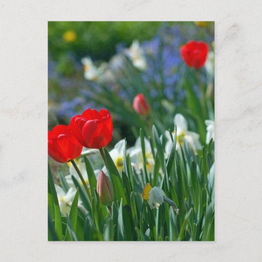 Carte Postale Fleurs en mai (Devant)