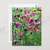 Carte Postale Fleurs Epimedium (Devant / Derrière)