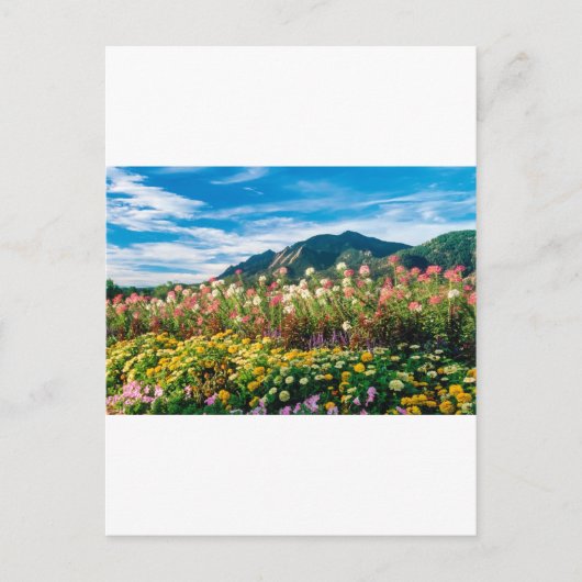 Carte Postale Fleurs Et Flatirons (Devant)