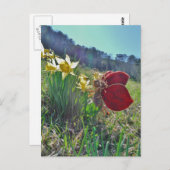 Carte Postale Fleurs et fleurs jaunes (Devant / Derrière)